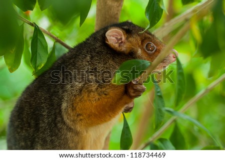 A poised suburban ringtail possum, alert in daylight tightly gripping a branch which slightly obsures his face.