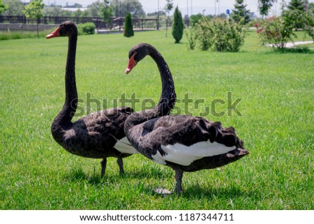 wild black swans