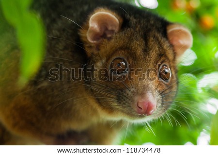 Close up of a wild suburban ringtail possum, facing the camera with shallow depth of field.