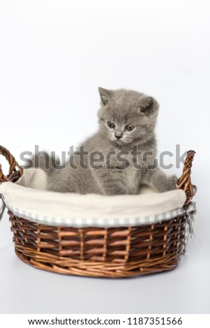 Close up view of british kitten on a white background in the basket
