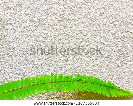 green 
leaf fern on wall background