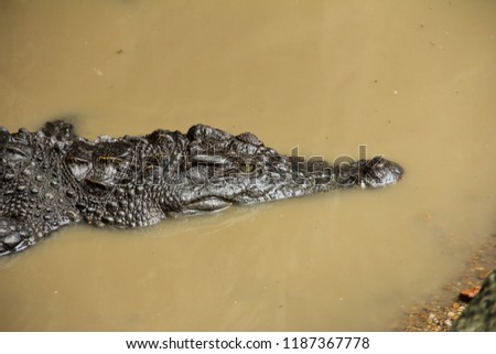 Closeup picture of a Siamese Crocodile (Crocodylus siamensis) floating in still water