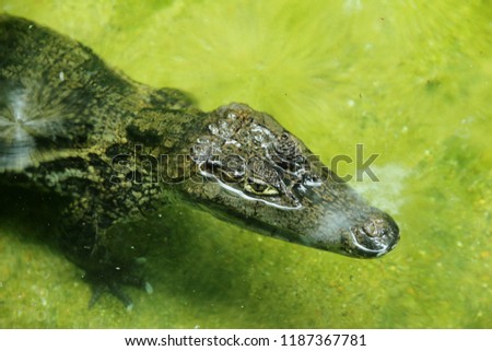 Closeup picture of a Caiman crocodile (Caimaninae, spectacled caiman) floating in still water