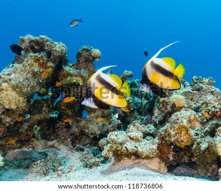 Bannerfish and Anthias swim around a coral reef