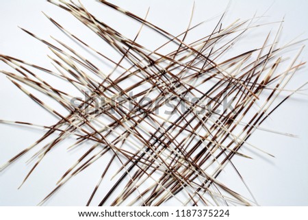 Porcupines quills or spines on white background. Abstract picture.