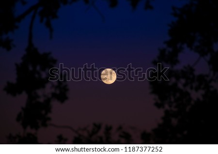 The Moon framed between the branches of a tree