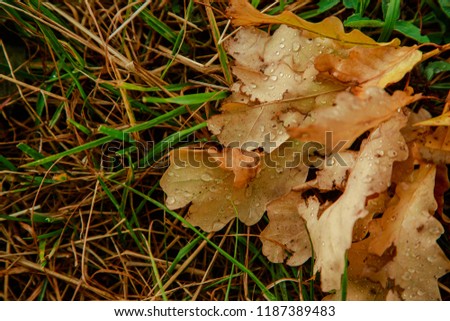 raindrops on a fallen leaf