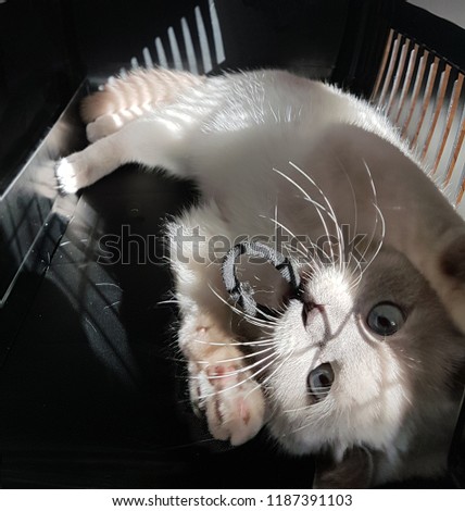 British Shorthair Kitten playing