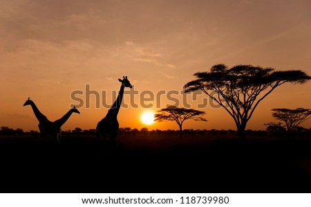 Setting sun with silhouettes of Giraffes and Acacia trees on Safari in Serengeti National Park