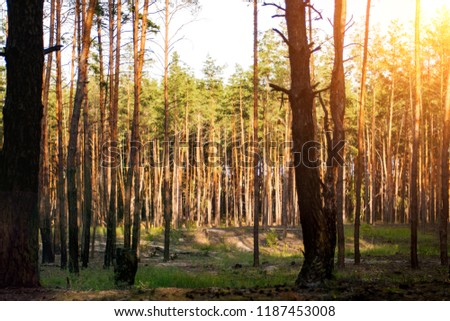 Beautiful picture of a pine forest at sunset