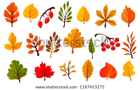Autumn colorful leaves set isolated on white background. Cartoon leaf collection in flat style. Vector illustration Royalty-Free Stock Photo #1187453275