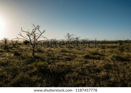 A soft golden light spills over the South African bush leaving shadows across the landscape