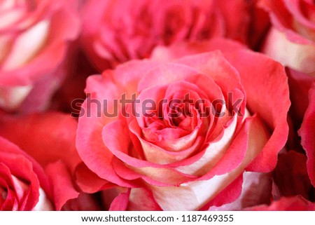 Close-up of red and white pastel rose. Floral background