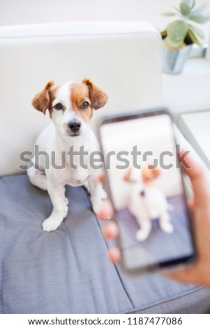 snapshot of a cute puppy with a smart phone
