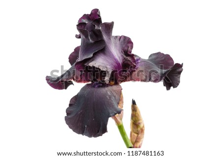Beautiful multicolored iris flower isolated in white. Close up.