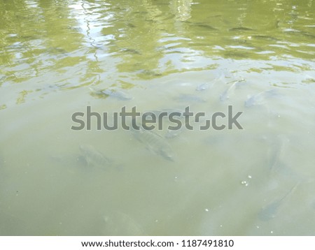 View of a lot of fish swimming in the pool during daylight hours with sunshine.