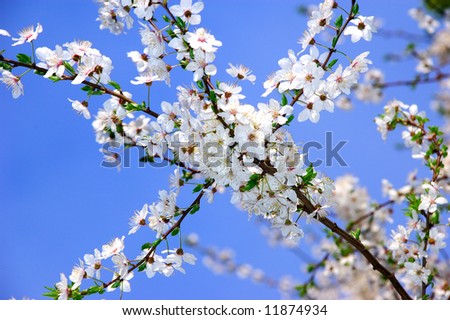 cherry branch in bloom
