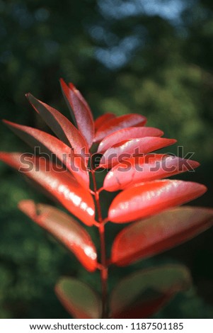 decorative red leaves background