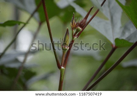 Close up picture of a flowering okra plant.