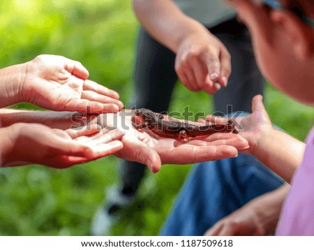Little newt surrounded by many hands