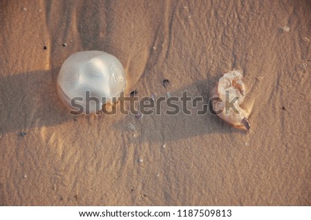 Sea shore of the ocean, the sea covered with jellyfish, jellyfish cast ashore on the ocean summer