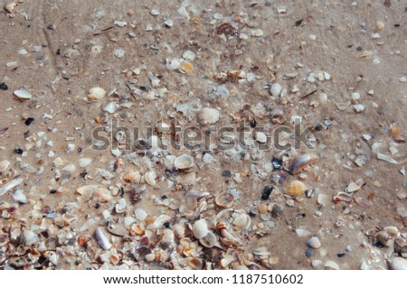 Background of sea sand with seashells on the beach of the sea, ocean with waves
