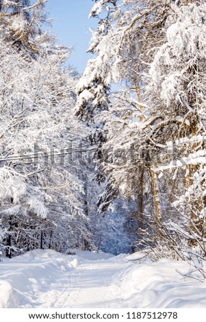 Picturesque photo of snowy trees in forest