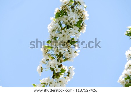 white flowers of cherry tree in spring, beautiful photo digital picture