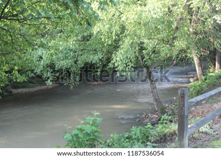 river and trees in the morning sunlight