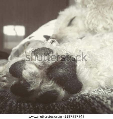 A dog paw in focus with a dog sleeping on the background in a sepia picture.