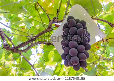 Grape shelf in Katsunuma-cho, Yamanashi Prefecture Royalty-Free Stock Photo #1187540185