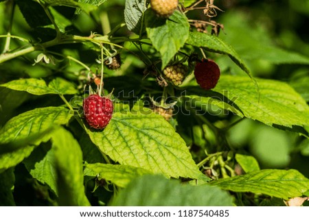 Close up of raspberries with shallow depth of field