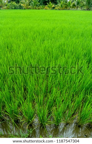 Green paddy field. The closeup photo of rice field farm land.