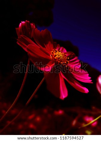 An image of a pretty cosmos flower background