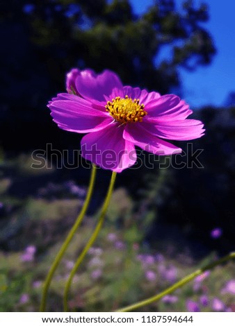 An image of a pretty cosmos flower background