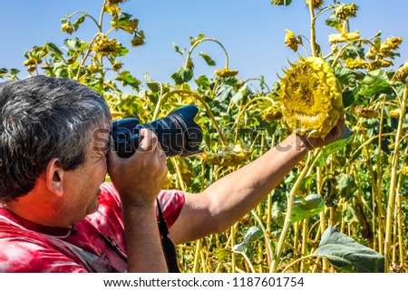 A photographer takes pictures of sunflower