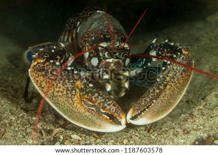 European lobster or common lobster, Homarus gammarus Royalty-Free Stock Photo #1187603578
