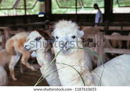 The alpaca is chewing green grass in the farm