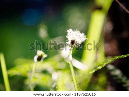 nature concept : Grass flower On the field blurred background.