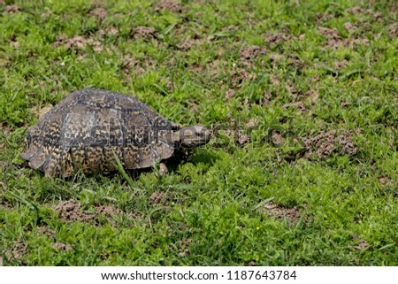 An African spurred tortoise in the Addo Elephant national park near Port Elizabeth, South Africa. 