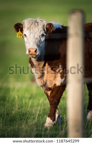 Livestock beef cattle in a Rural pasture in the prairies of Alberta Canada