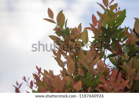 
Beautiful red orange leaves bright background.