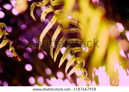 Fern leaves with yellow sun. Bokeh background