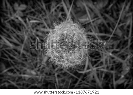 black and white blow ball