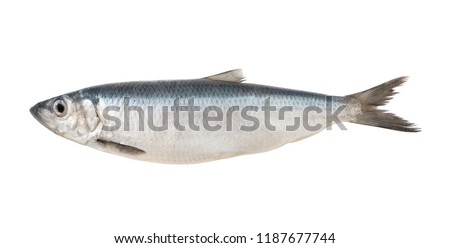 Herring fish isolated on white background Royalty-Free Stock Photo #1187677744