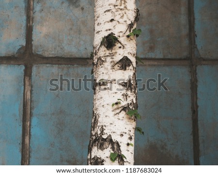 The trunk of a birch against a blue wall. Birch. Tree background. 