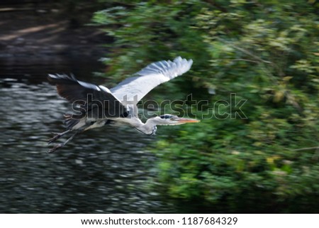 Grey Heron in flight