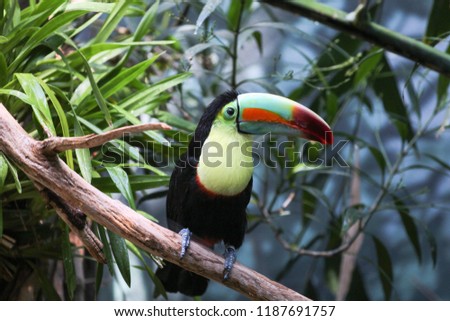 Portrait of a toucan
