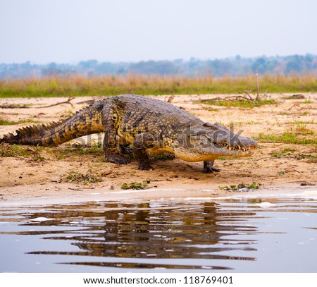 Crocodile enters into the water