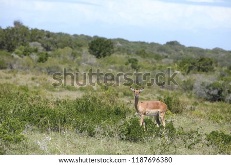 A single impala in the wild in South Africa